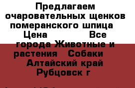 Предлагаем очаровательных щенков померанского шпица › Цена ­ 15 000 - Все города Животные и растения » Собаки   . Алтайский край,Рубцовск г.